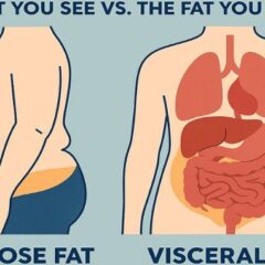 Adipose and Visceral Fat Explained: The Fat You See vs. the Fat You Don’t
