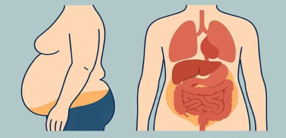 Adipose and Visceral Fat Explained: The Fat You See vs. the Fat You Don’t